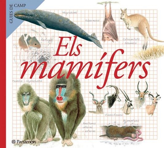 MAMIFERS, ELS | 9788434228368 | Julivert Zamarreño, Àngels | Llibres.cat | Llibreria online en català | La Impossible Llibreters Barcelona