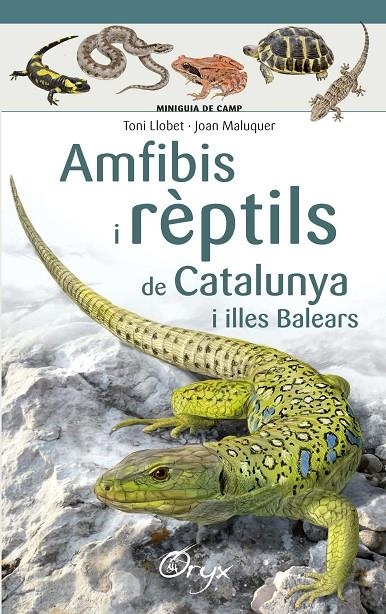 Amfibis i rèptils de Catalunya i illes Balears | 9788490346792 | Llobet François , Toni/Maluquer Margalef, Joan | Llibres.cat | Llibreria online en català | La Impossible Llibreters Barcelona