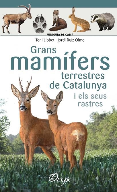 Grans mamífers terrestres de Catalunya i els seus rastres | 9788490347881 | Llobet François , Toni/Ruiz-Olmo, Jordi | Llibres.cat | Llibreria online en català | La Impossible Llibreters Barcelona